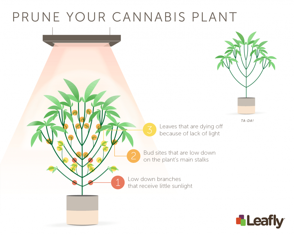 How to prune your cannabis plant